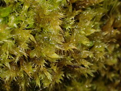 Herzogiella adscendens