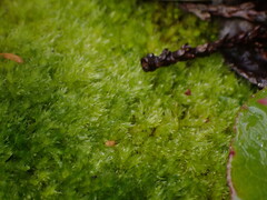 Herzogiella adscendens