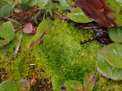 Herzogiella adscendens