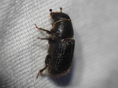 Dendroctonus terebrans