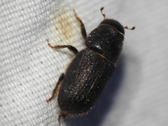 Dendroctonus terebrans
