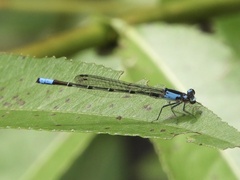 Oxyagrion ablutum