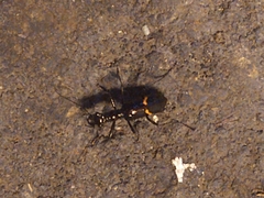 Ctenostoma