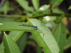Oxyagrion ablutum