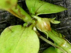 Micranthemum umbrosum