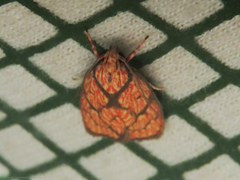Machimia textrina