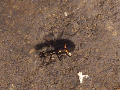 Ctenostoma