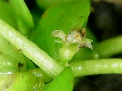 Micranthemum umbrosum