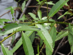 Oxyagrion ablutum