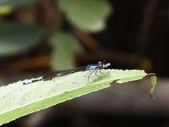 Oxyagrion ablutum