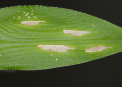 Cosmopterix clandestinella