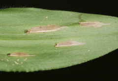 Cosmopterix clandestinella