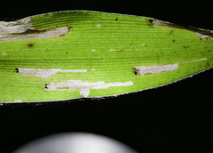 Cosmopterix clandestinella