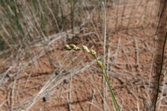 Carex silicea