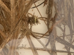 Limnephilus externus