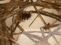 Limnephilus externus