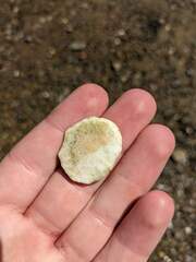 Echinarachnius parma