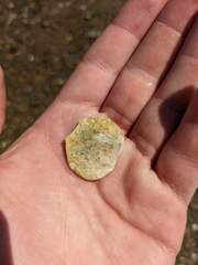 Echinarachnius parma