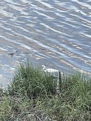 Ardea alba