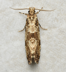 Morophaga choragella