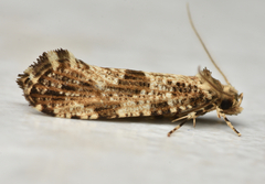 Morophaga choragella