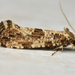 Large Clothes Moth - Photo (c) Rasmus Allesoee, some rights reserved (CC BY-NC), uploaded by Rasmus Allesoee