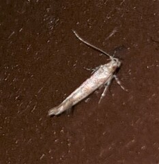 Anatrachyntis rileyi