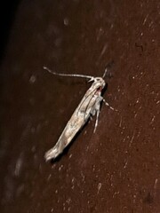 Anatrachyntis rileyi