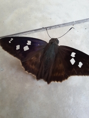 Polygonus leo arizonensis