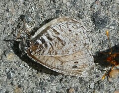 Oeneis uhleri