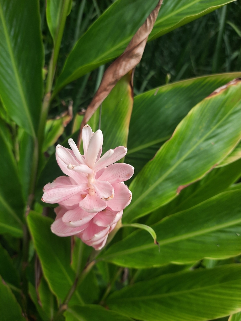 Red Ginger from 77730 Q.R., México on June 12, 2022 at 0418 PM by