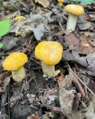 Cantharellus phasmatis