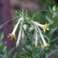 Lithospermum macromeria