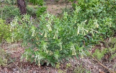 Lithospermum macromeria