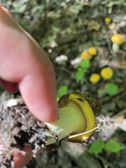 Cantharellus phasmatis
