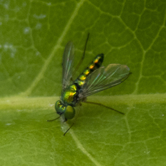 Condylostylus flavipes