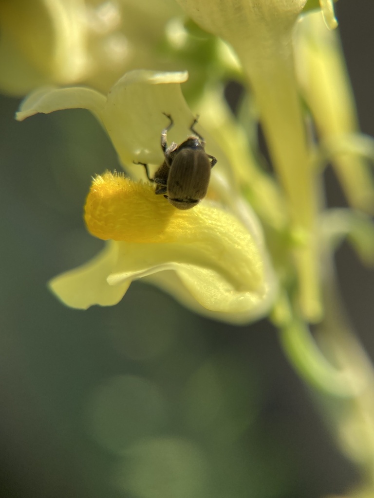 Toadflax Seed Weevil