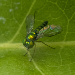 Condylostylus flavipes