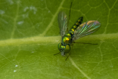 Condylostylus flavipes