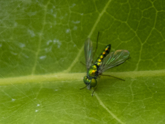 Condylostylus flavipes