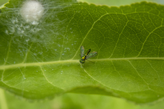 Condylostylus flavipes