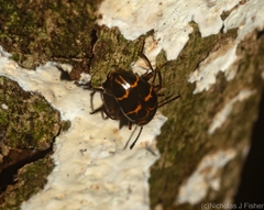 Episcaphula tamburinea