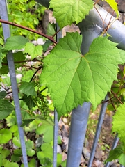 Vitis riparia