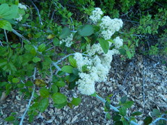 Ceanothus incanus