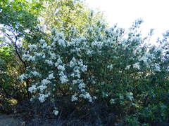 Ceanothus incanus