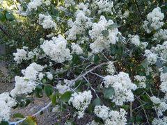Ceanothus incanus