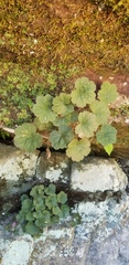 Heuchera puberula