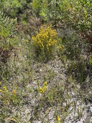 Hypericum fasciculatum