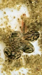 Chlamydotheca arcuata