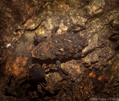 Poropterus variabilis